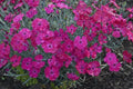 0.65 Gallon Paint The Town Magenta (Dianthus) Live Plant, Purple Flowers