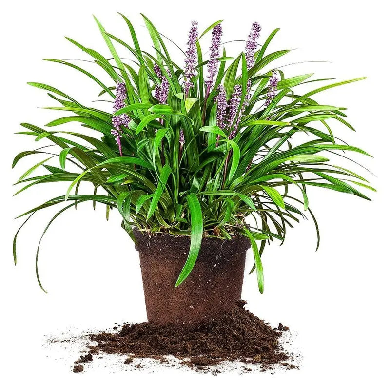 1 Gal. Royal Purple Liriope – Monkey Grass – Ornamental Groundcover – Drought Tolerant