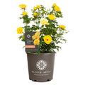 2g Bloomables Rose Gilded Sun Live Shrub