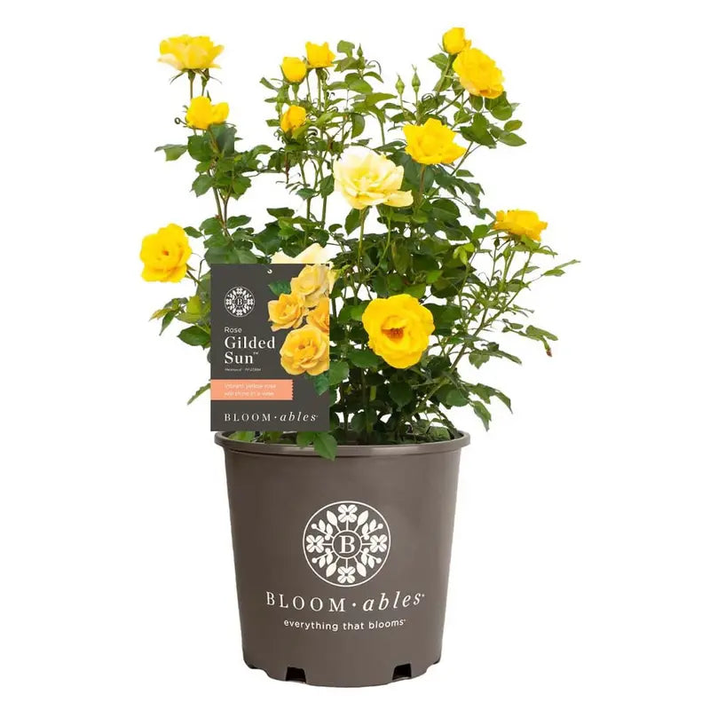 2g Bloomables Rose Gilded Sun Live Shrub