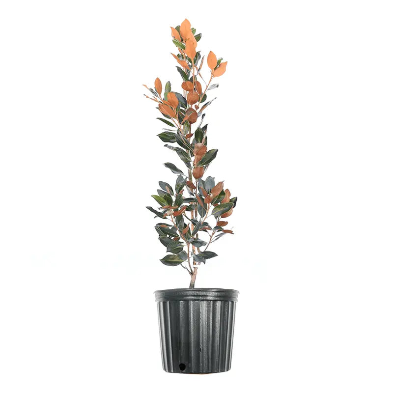 3 Gal. Little Gem Magnolia – Fragrant White Flowers – Attractive Evergreen Foliage