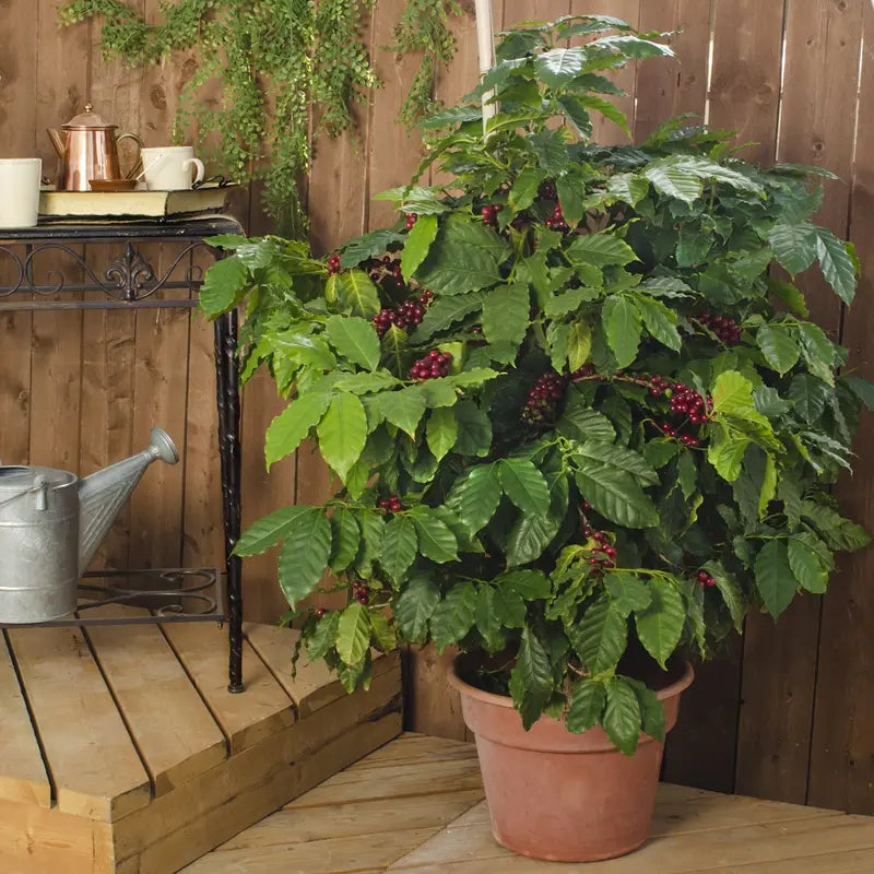 3 in. Pot Dwarf Pacas Coffee Tree, Live Tropical Plant, White Flowers Followed by Black Fruit (1-Pack)