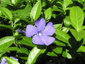 3 Vinca Plants Periwinkle/Vinca – Hardy Groundcover in 4 inch Pots