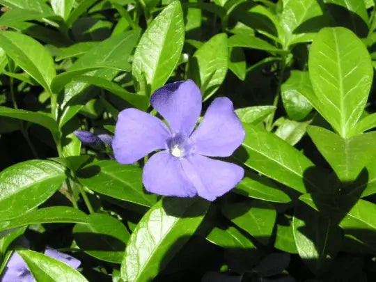 3 Vinca Plants Periwinkle/Vinca – Hardy Groundcover in 4 inch Pots
