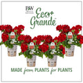 4.25 in. Eco+Grande, Boldly Dark Red Geranium (Pelargonium) Live Plant, Red Flowers (4-Pack)