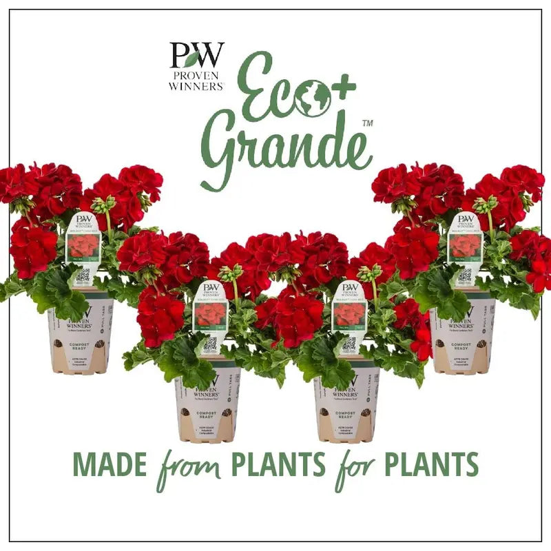 4.25 in. Eco+Grande, Boldly Dark Red Geranium (Pelargonium) Live Plant, Red Flowers (4-Pack)