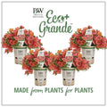 4.25 in. Eco+Grande, Superbells Tropical Sunrise (Calibrachoa) Live Plant, Pink, Yellow, and Red-Streaked Flowers 4-Pack